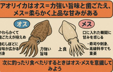 アオリイカは性別によっても食味が変わる珍しい魚介類。オス＝力強い旨味と歯ごたえ。メス＝柔らかく上品な甘み。釣太郎