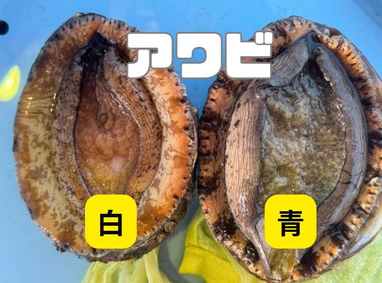 【アワビの白と青の違いを徹底解説】品質・市場価値・養殖の有無まで完全ガイド。釣太郎