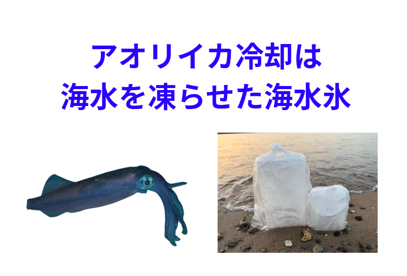 アオリイカ冷却は、海水を凍らせ海水氷がベスト。釣太郎
