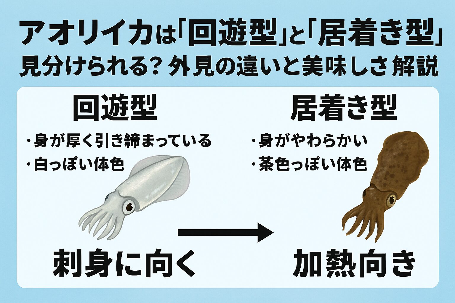 アオリイカには「回遊型（6～7割）」と「居着き型（3～4割）」がいる 外見上の決定的な違いはないが、体色や身の厚みで傾向がある.釣太郎