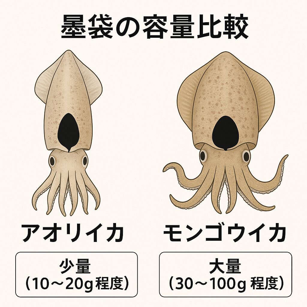 アオリイカとモンゴウイカは、同じイカでも墨袋の容量や質がまったく異なります。アオリイカ：少量・上品・和食向き。モンゴウイカ：大量・濃厚・洋食向き。釣太郎