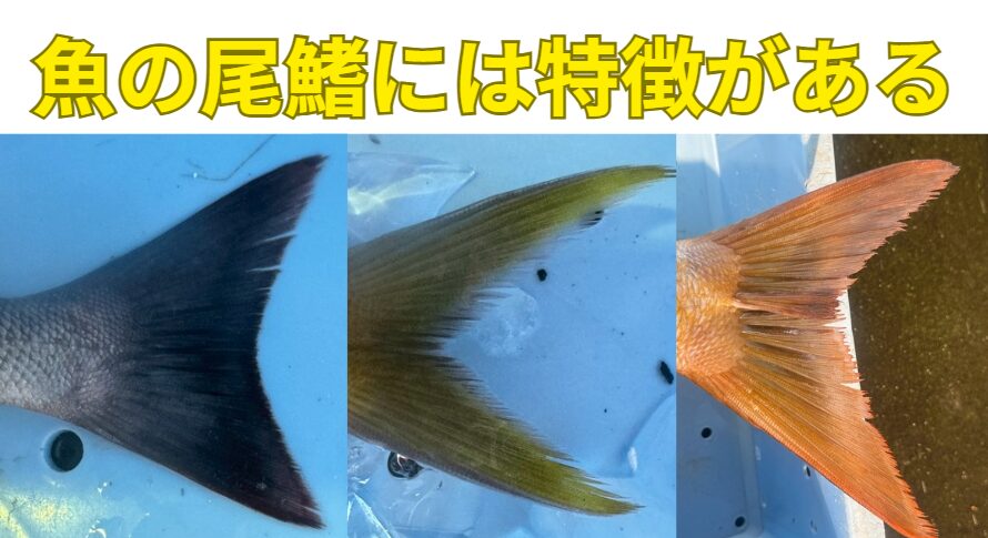 魚の尾鰭には、その魚のスピード・生息環境・健康状態・種類判別といった重要な情報が詰まっています。釣太郎