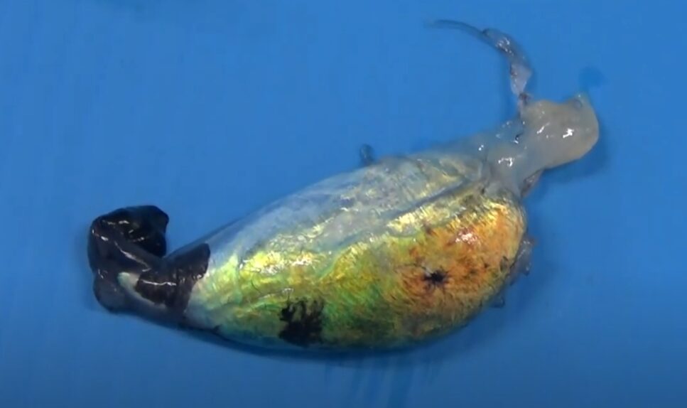 イカ墨袋。料理の歴史は古代ローマから始まり、イタリアやスペインで発展した。釣太郎