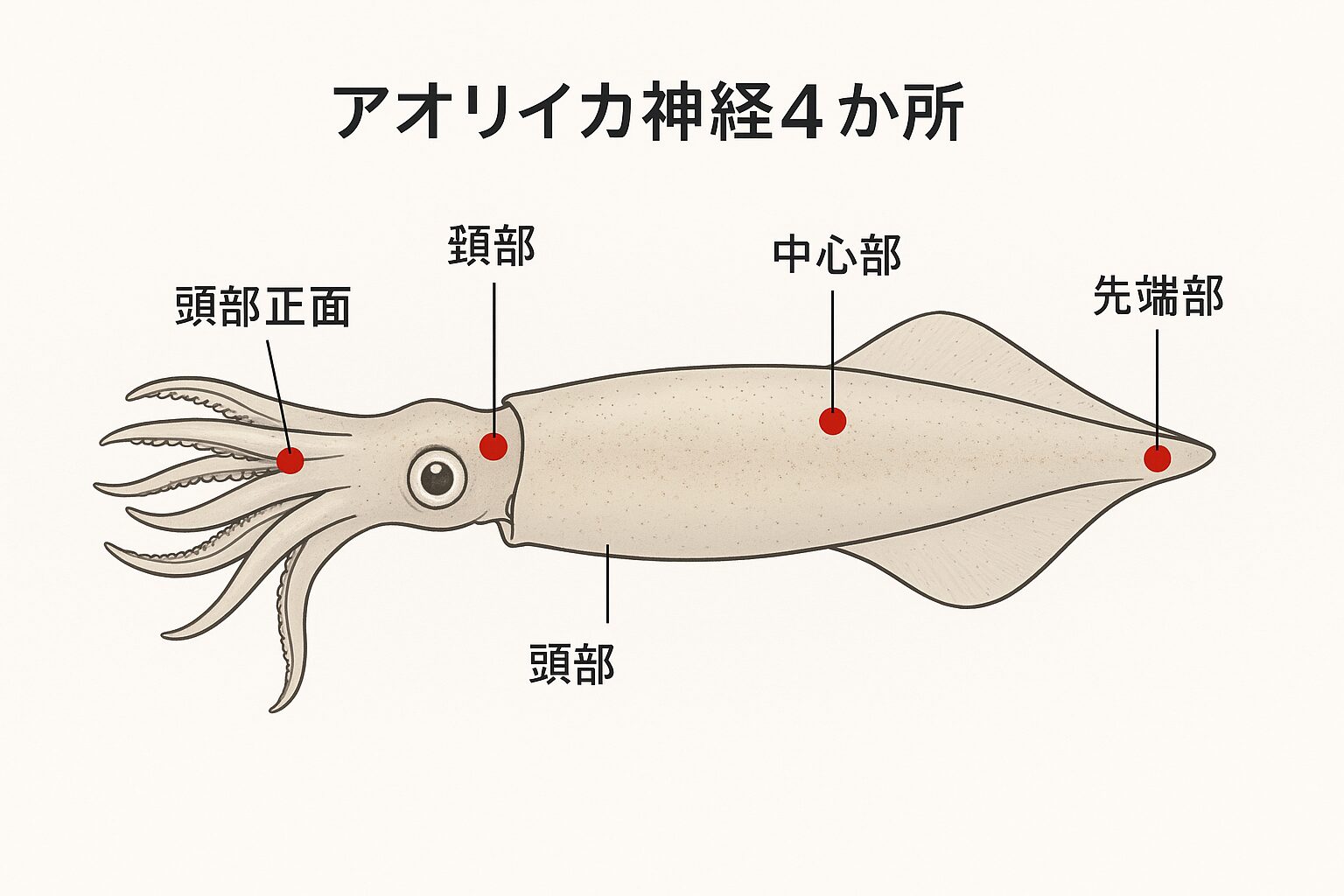 アオリイカの神経締めは、**「眉間」「胴体」「エンペラ」「ゲソ」の4ヶ所を確実に処理することが重要。釣太郎