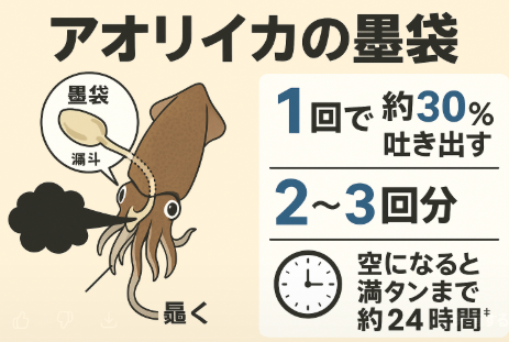 アオリイカの墨袋。1回で吐き出す量は墨袋の 30〜50％、袋に蓄えられているのは 2〜3回分、空になった場合、 数時間で回復し、24時間ほどで満タンに戻る。釣太郎