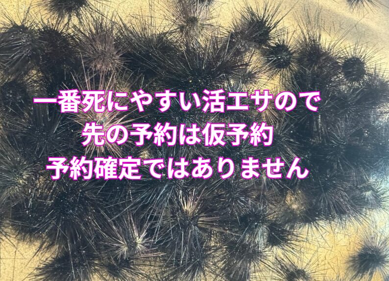 ウニの予約について。一番死にやすい活エサので、先の予約は仮予約です。予約確定ではありませんので、ご了承ください。悪天候時はこちらから、キャンセルさせていただくこともあります。釣太郎