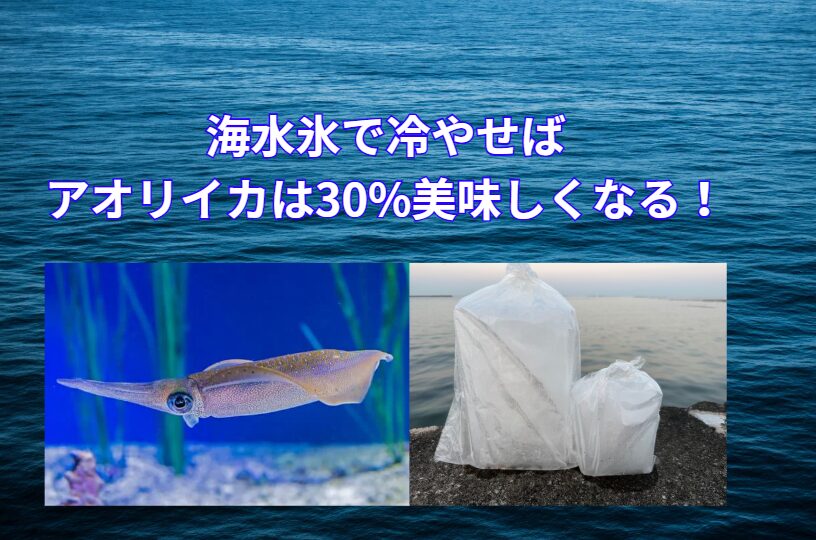 海水氷でアオリイカを冷やせば、30%美味しくなる。釣太郎