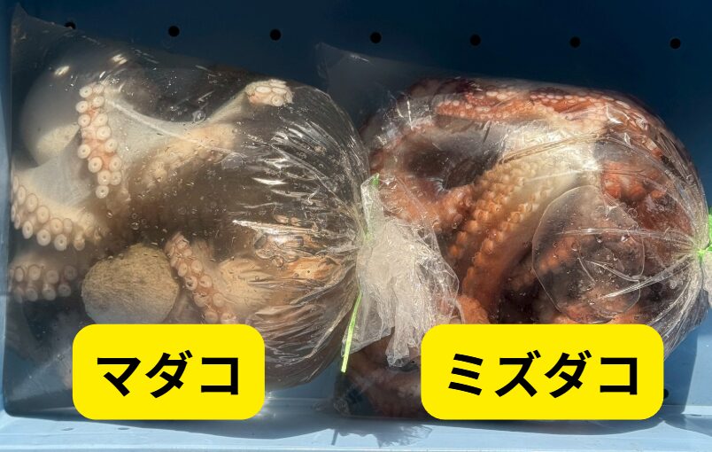 マダコVSミズダコ|用途別・市場価値・生態を徹底比較。釣太郎