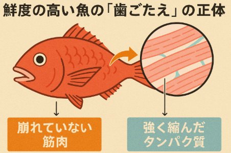 鮮度の高い魚の歯ごたえは、筋肉が崩れていない・ATPが残っている・死後硬直中という条件で生まれる。釣太郎