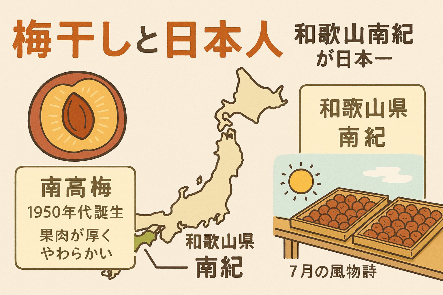 梅干しの歴史は平安時代に遡り、日本人の食と健康を支えてきた。 和歌山南紀地方の梅栽培は江戸時代後期から本格化。南高梅の誕生（1950年代）が全国ブランド化の大きな契機。昭和40年代以降、生産量・品質ともに日本一を維持。和歌山南紀地方の梅干しは、長い歴史と努力の積み重ねで生まれた日本の宝です。釣太郎
