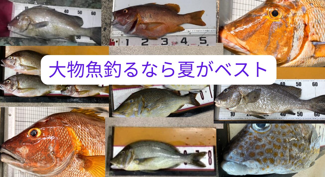 南紀の夏の夜釣りは、70cm級のタマミやコロダイ、さらには夢のクエまでも狙えるロマンあふれる釣行です。釣太郎