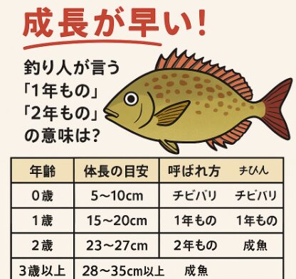 バリコ（アイゴ）が臭いのは「海藻を食べる腸の臭い」「粘液」「鮮度落ちの早さ」が原因。釣太郎
