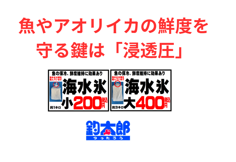 釣った魚を最高の状態で食べたいなら、真水氷よりも海水氷の使用がベスト。釣太郎