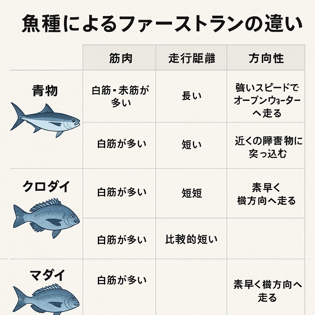 魚種ごとのファーストランの違いは、筋肉構造の違い（生理学）、進化による逃避戦略（行動生態）、脳の反射パターン（神経科学）の3つが大きな要因。釣太郎