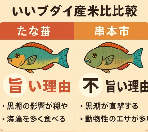ブダイ(イガミ)ブダイを楽しむなら、産地と季節を意識することが重要。田辺・みなべ産は冬が狙い目。串本産は水っぽいが、味噌仕立ての鍋など濃い味付けにすると美味。釣太郎