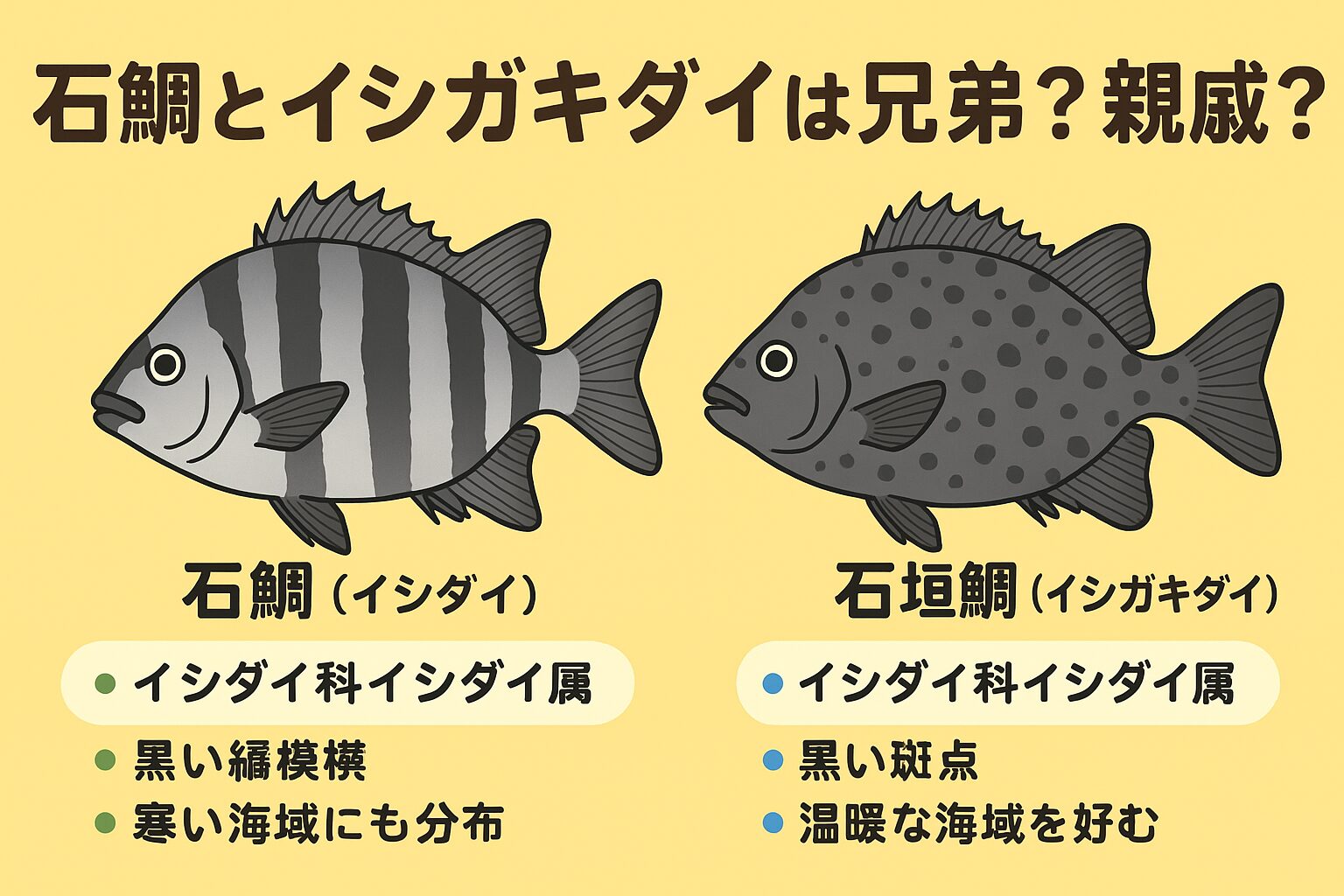 石鯛とイシガキダイは「兄弟」ではなく「親戚」・分類上は「同じ属の別種」で非常に近い関係。釣太郎