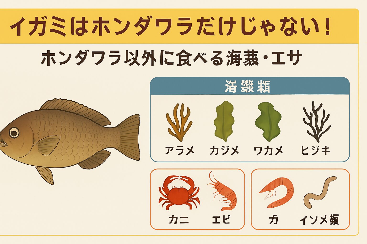イガミは季節によって食性が変わる知的な魚。 ホンダワラがなくても、海藻や甲殻類で十分に対応可能。釣太郎