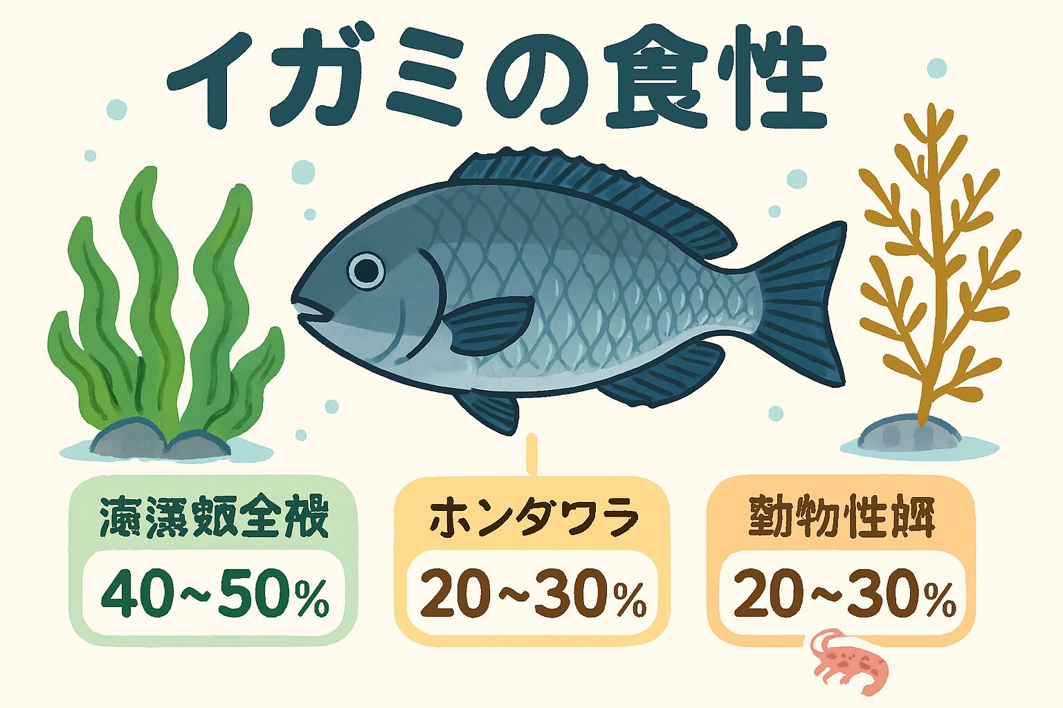 【イガミの食性を徹底解説】海藻・ホンダワラ・動物性餌のバランス。釣太郎