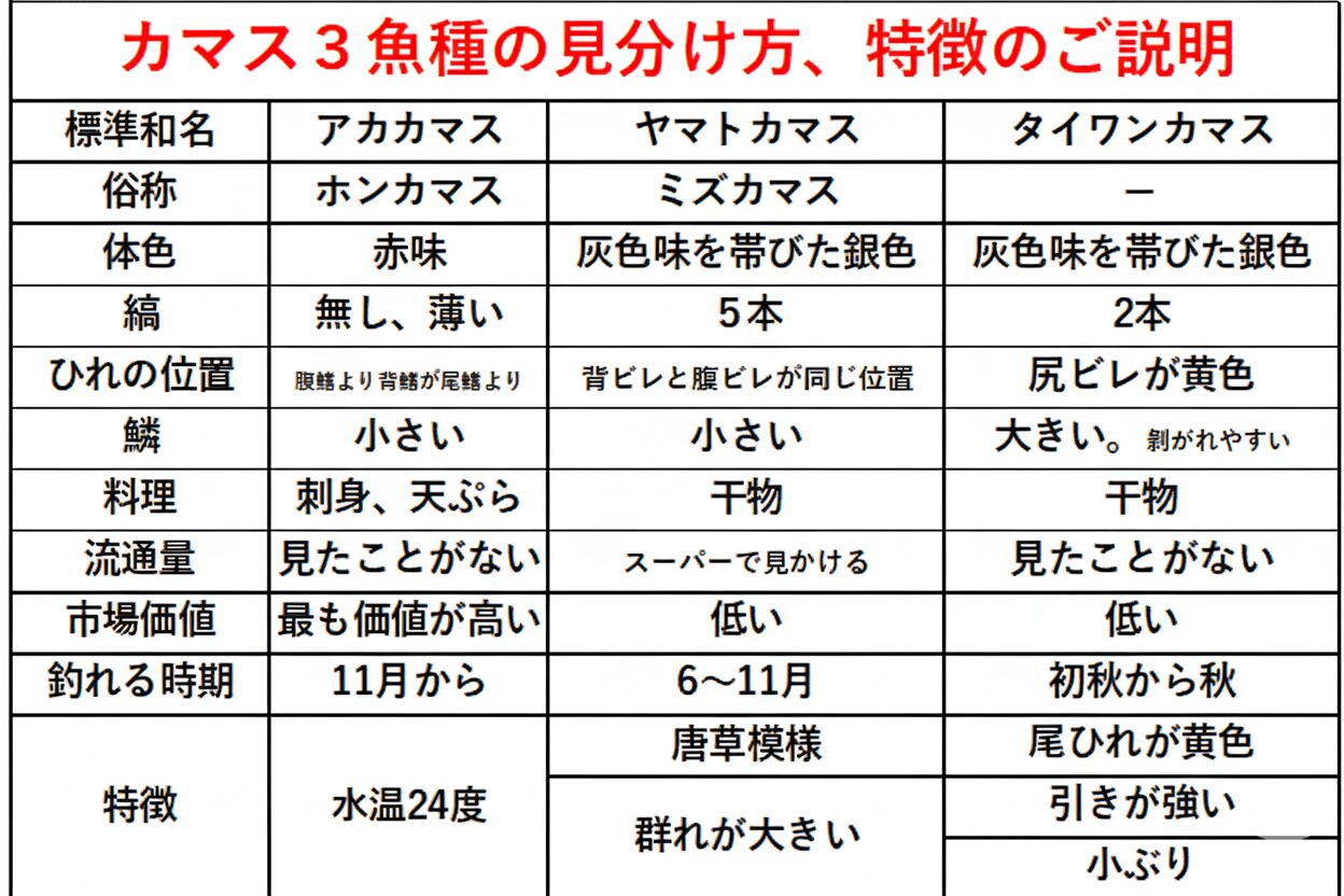 アカカマス: 体全体が少し赤みがかって見え、鱗が細かく剥がれにくい。ヤマトカマス: 灰色がかった銀色で、体側に唐草模様のようなものが見えることもある。鱗は小さい。台湾カマスは、鱗が大きくザラザラしていて剥がれやすいのが特徴。釣太郎