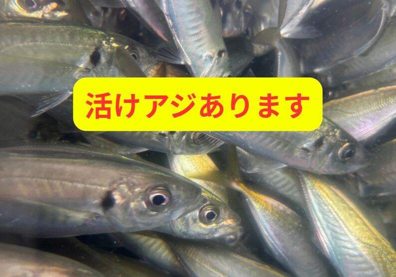 活アジあります。釣太郎