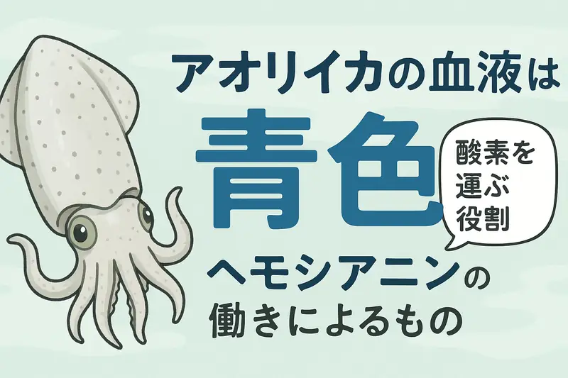 アオリイカの血液が青色なのは、酸素を運ぶタンパク質が ヘモシアニン（銅ベース） だからです。釣太郎