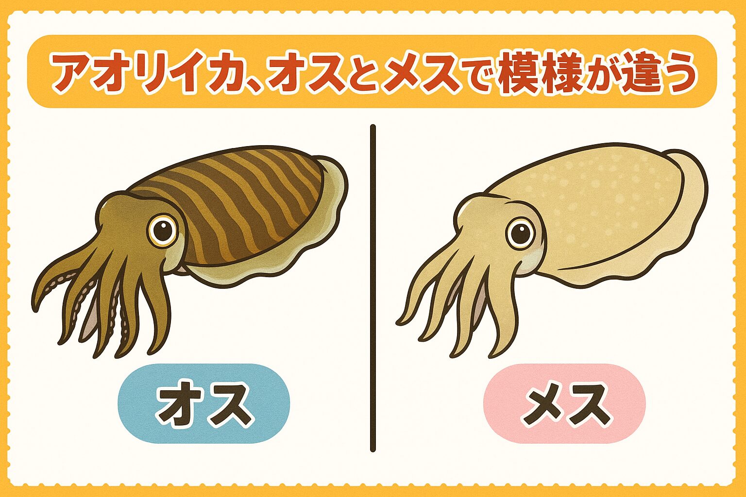 アオリイカは「模様」で性別を見分けられる珍しい生き物。オスは派手でクッキリした縞模様・メスは地味で淡い色合い。釣太郎