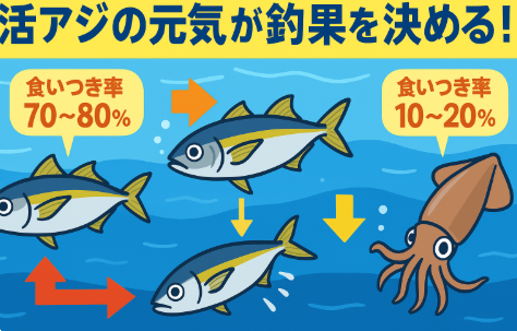 活アジの元気度とアオリイカの食いつき率は、科学的にも実釣データ的にも明確に比例する。釣太郎