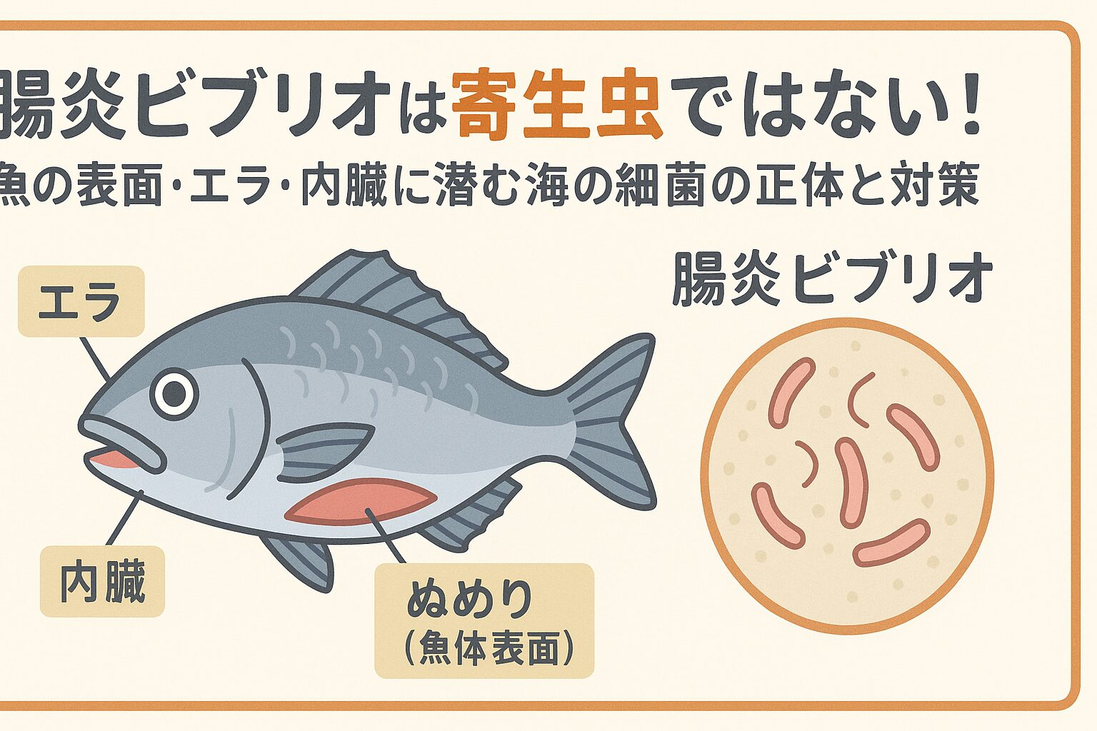 腸炎ビブリオは「寄生虫」ではなく、海水や魚の表面に存在する細菌です。釣太郎