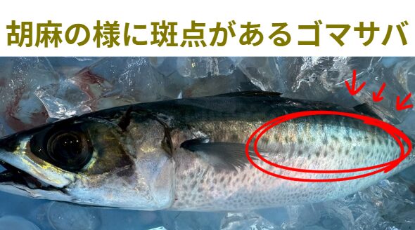 ゴマサバは「あっさり味」と「寄生虫リスクの低さ」で生食文化が根付いた。釣太郎