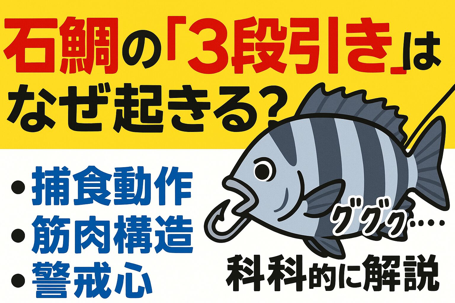 石鯛の3段引きは、ただの偶然ではなく、生態的な理由がある動きです。釣太郎