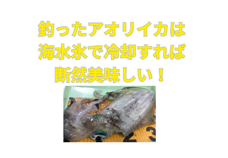 釣ったアオリイカは「海水氷」が断然美味しい!普通の氷との違いを科学的に解説。釣太郎