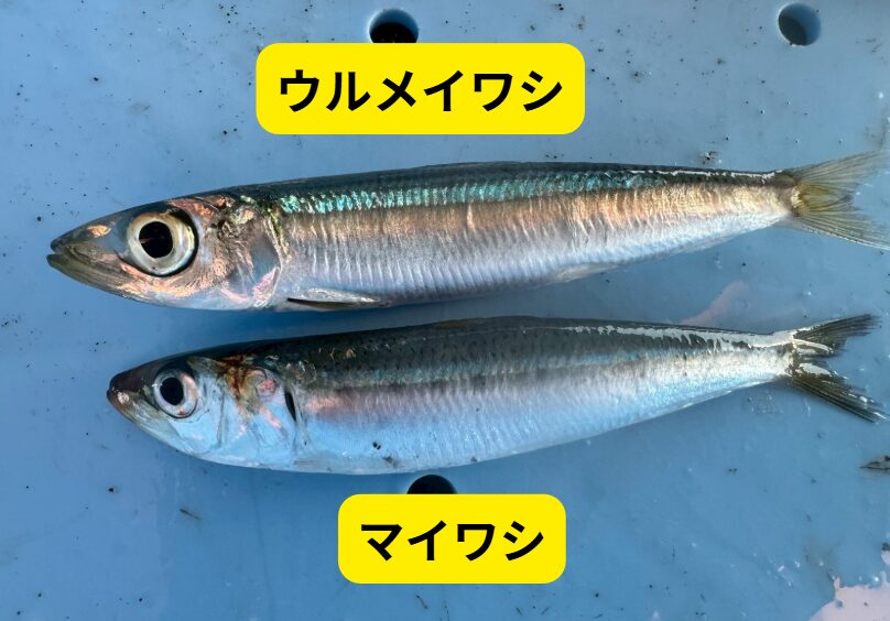 AI解説！干物ならウルメイワシ、料理ならマイワシが最適な理由。釣太郎