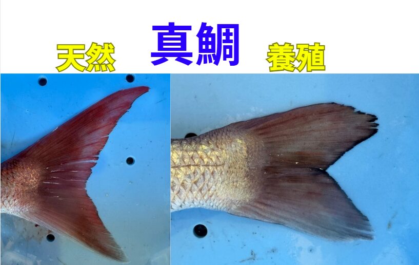 【天然マダイと養殖マダイの見分け方】尾鰭の形で分かる決定的な違い説明。釣太郎