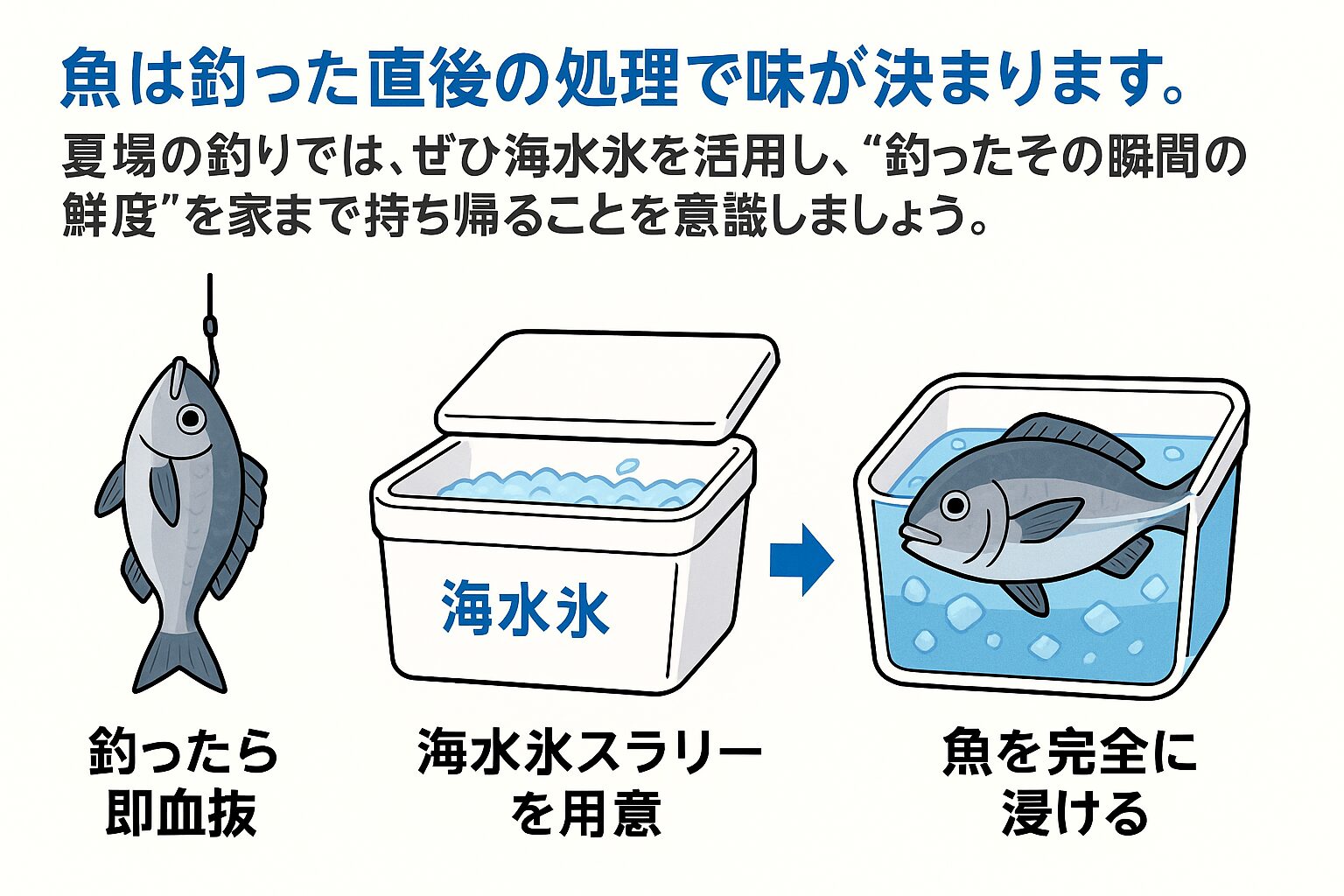 魚は釣った直後の処理が味を決める。 ・夏場は特に“急速冷却”が必須で、海水氷がベスト。釣太郎