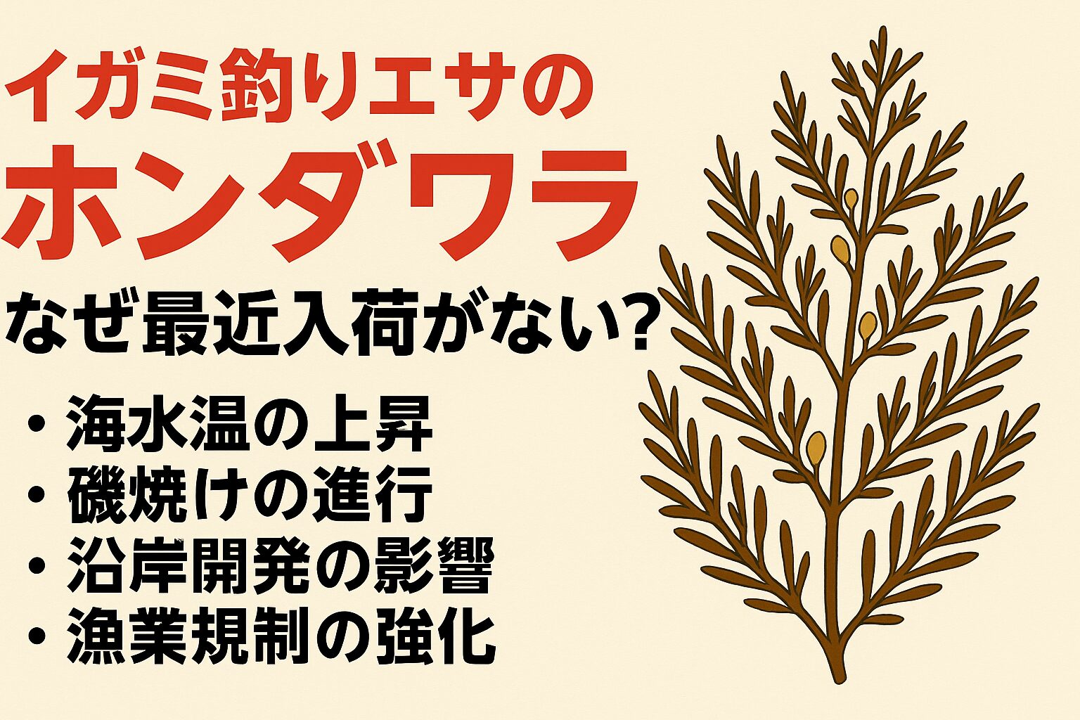 ホンダワラ入荷がない理由は、海水温の上昇(地球温暖化)や磯焼け、バリコ(アイゴ)大量発生等々が原因。釣太郎