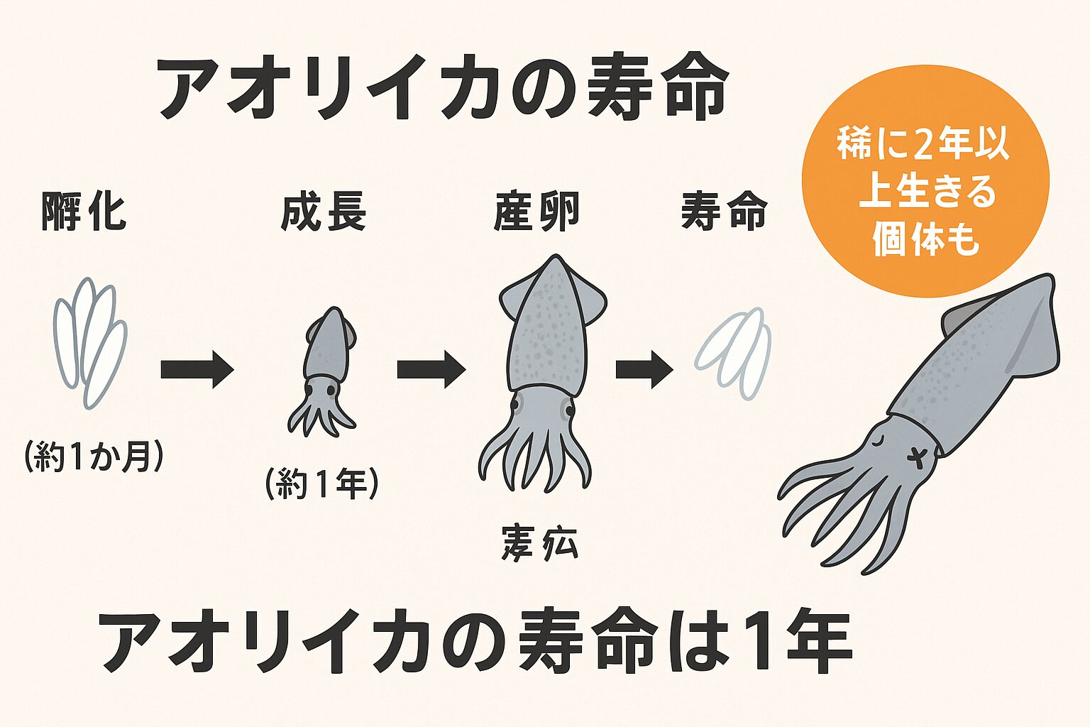 アオリイカの寿命は「基本は1年だが、例外的に2年以上生きる個体がいても不思議ではない」釣太郎