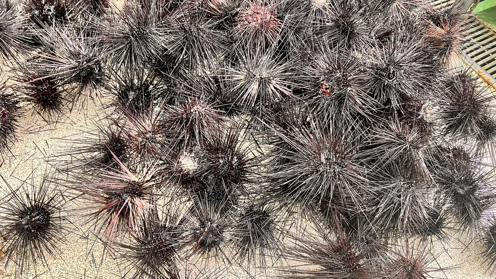 今週は中盤から雨が多く、週末はウニ入荷しない可能性あります。釣太郎
