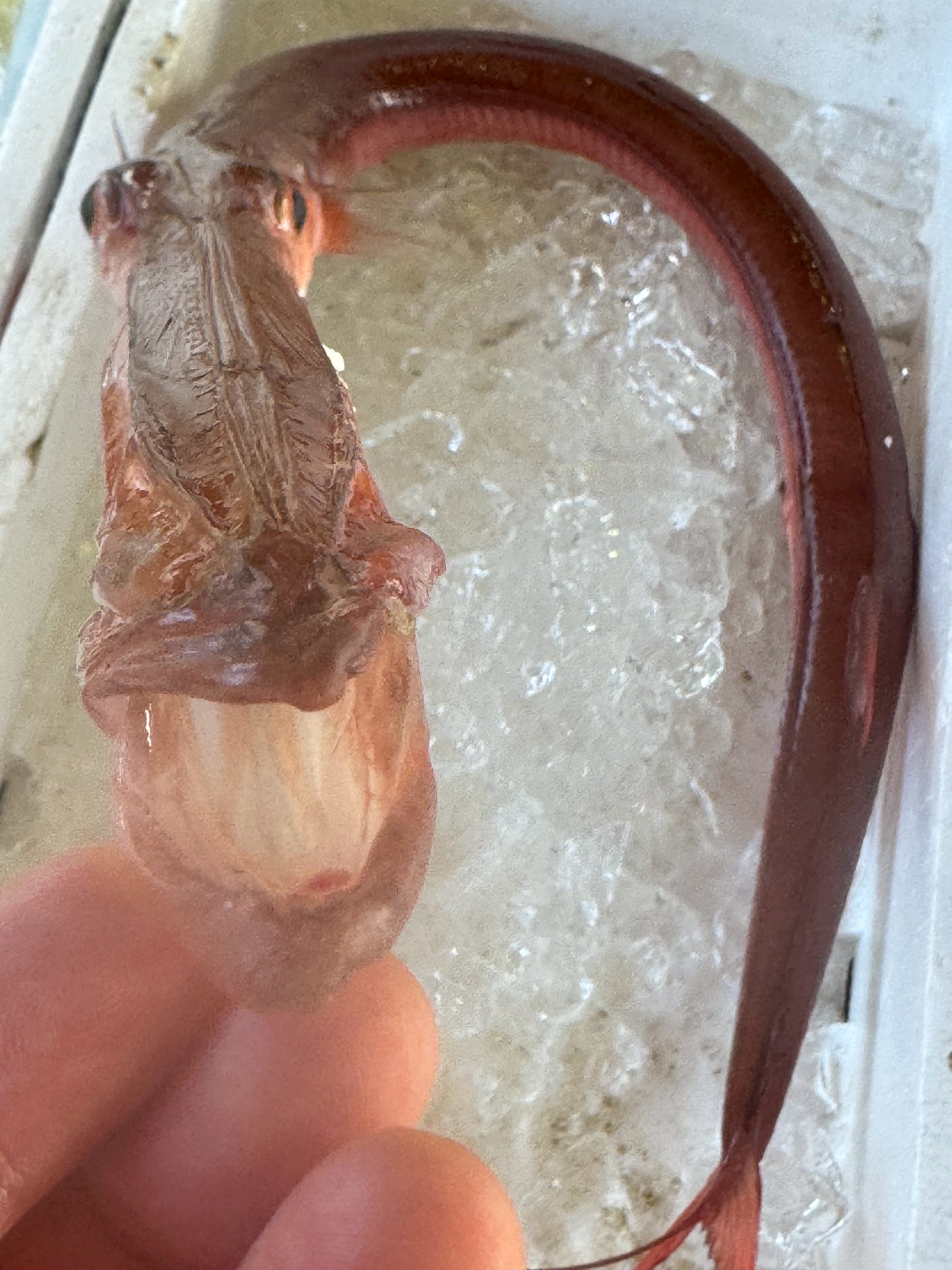 【魚の神秘】ヤガラが持つ“筒のような長い口”の秘密にAIが迫る！釣太郎