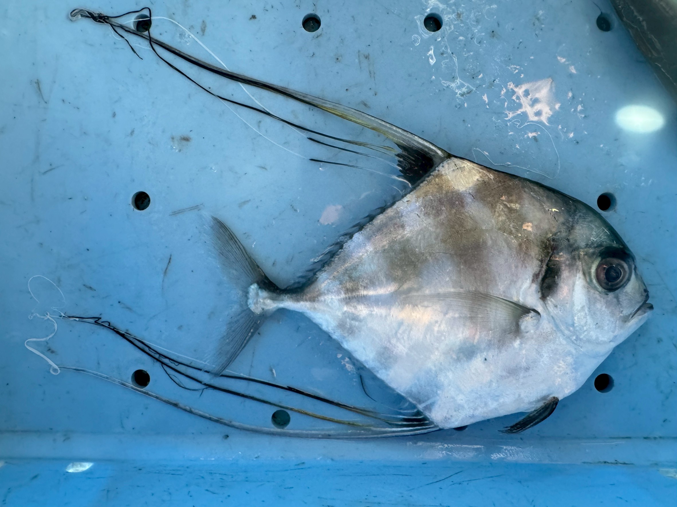 イトヒキアジってどんな魚？特徴と見分け方を徹底解説！釣太郎
