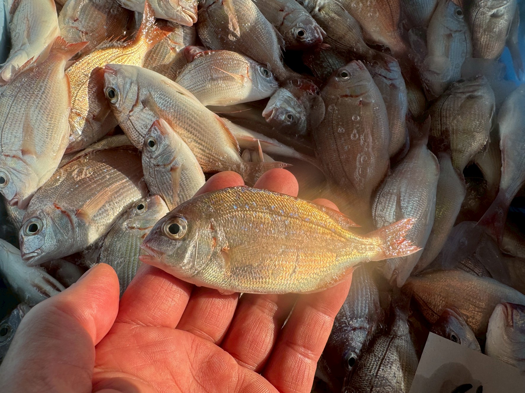小鯛は1000匹いても、70cmまで育つのは3匹程度。釣太郎