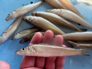 AIが徹底解析！シロギス（キス）はなぜ20cm級が少ないのか？価値が高い理由と釣果の実態。釣太郎