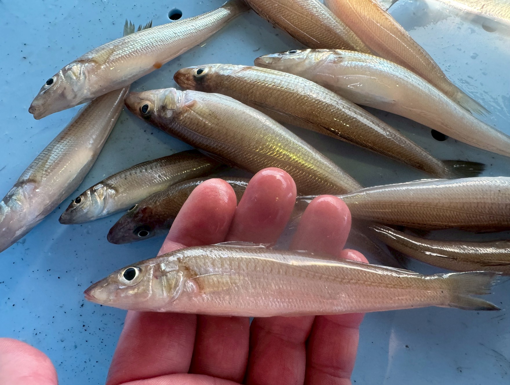 AIが徹底解析！シロギス（キス）はなぜ20cm級が少ないのか？価値が高い理由と釣果の実態。釣太郎