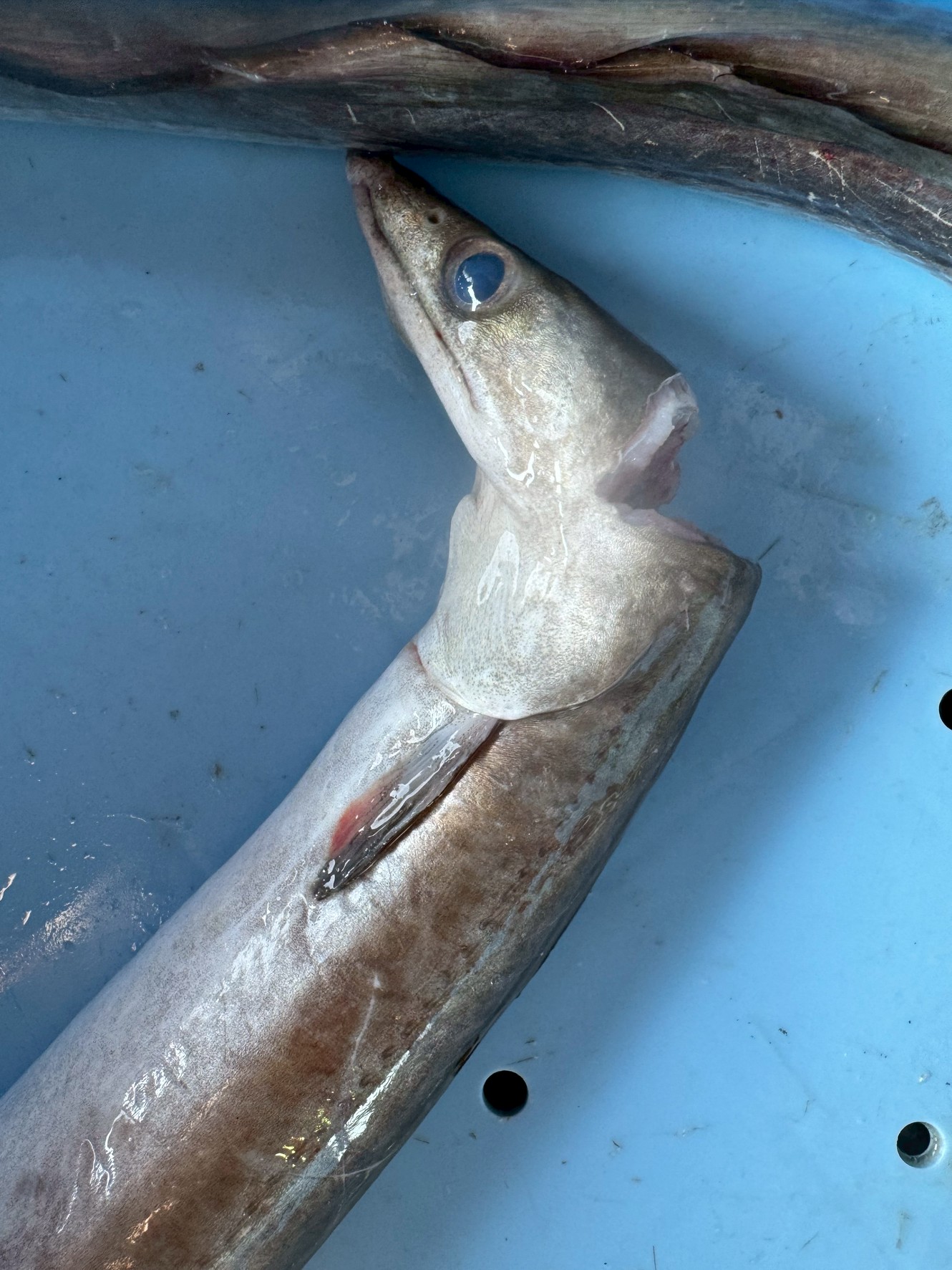 なぜ夏のハモは京都へ行くのか？謎の真相を徹底解明！釣太郎