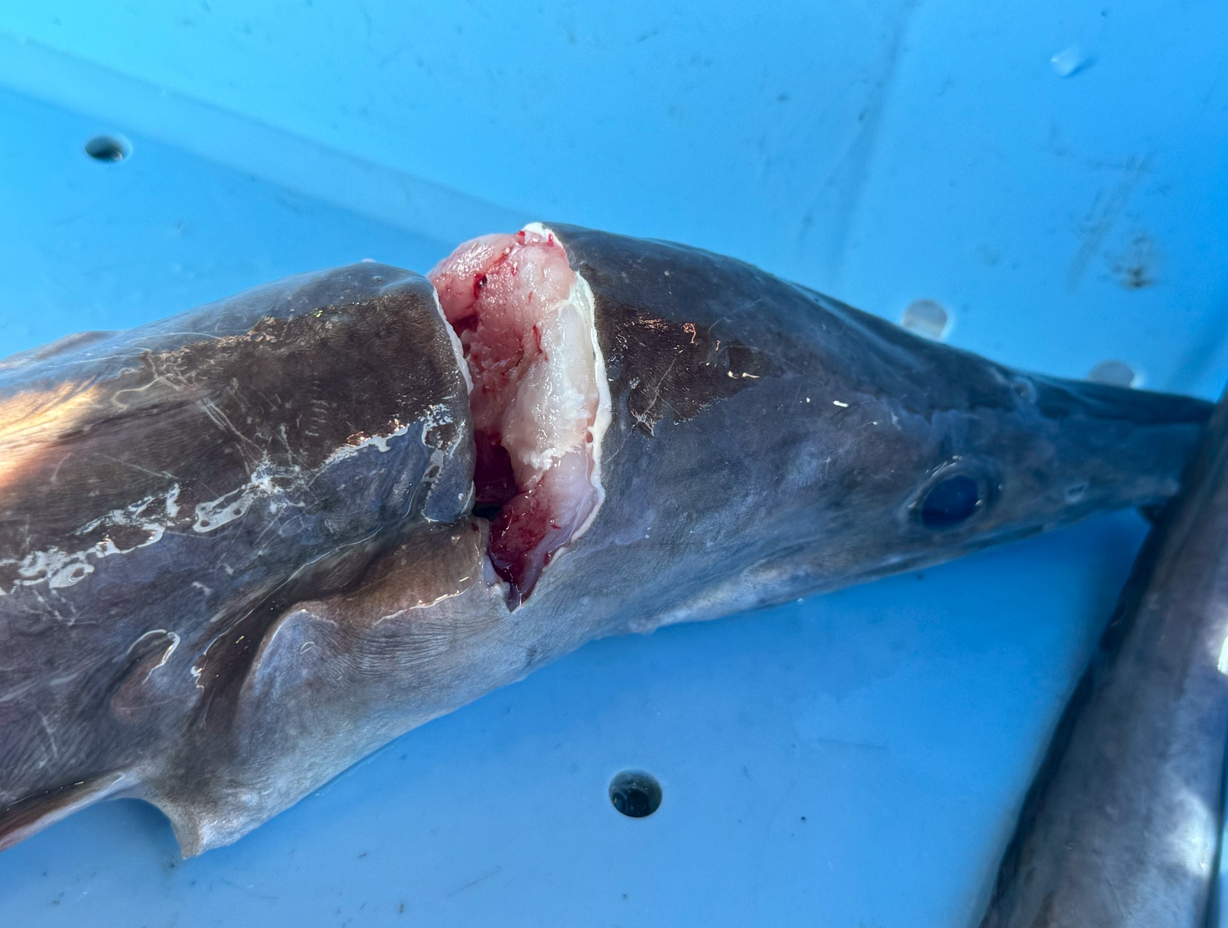 ハモは「骨切り」して湯引きや天ぷら、鍋料理に使われる高級魚。 ・料亭や寿司店では、身質や食味の良さが最重要視されるため、活締め処理されたものが圧倒的に好まれる。 ・活締めしていない個体は、評価が大きく下がる場合があります。釣太郎