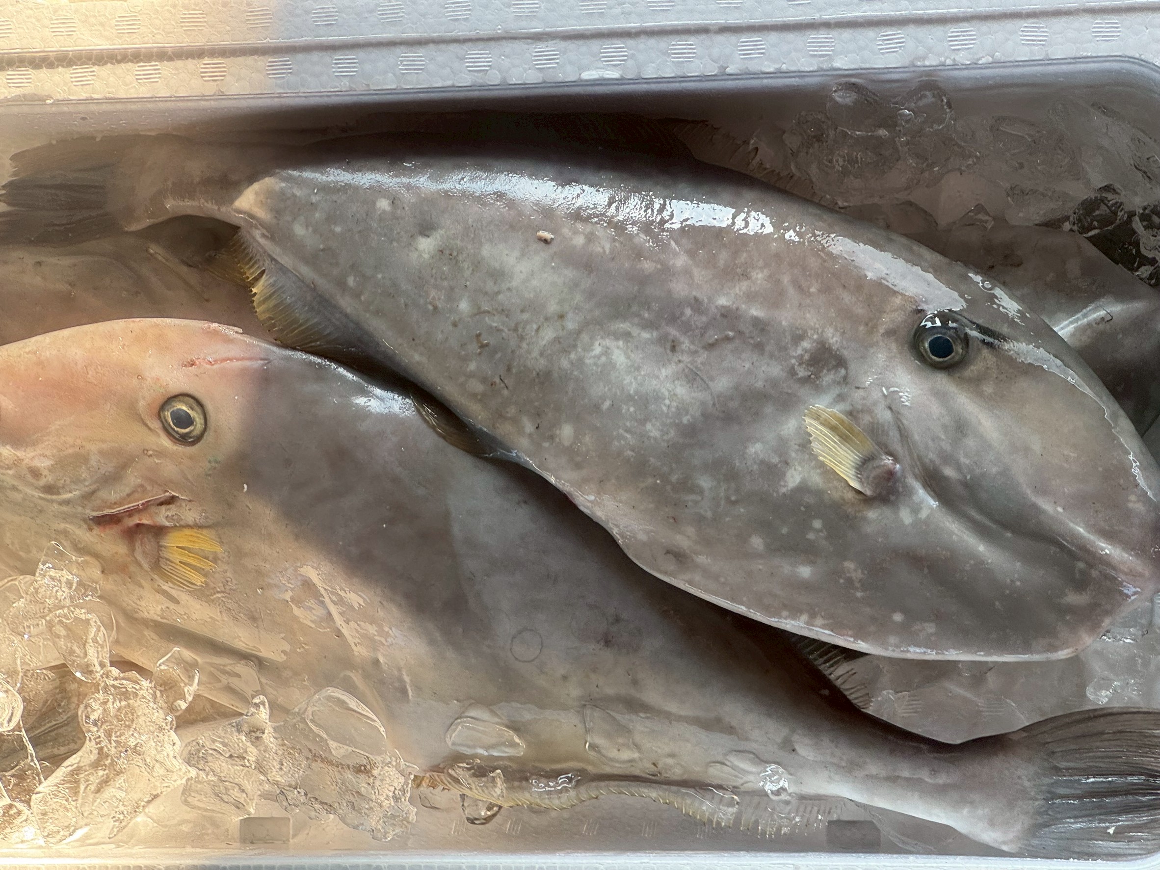 地元の釣り人が「ラケット」と呼ぶ魚の正体は?ウスバハギの特徴を徹底解説!釣太郎