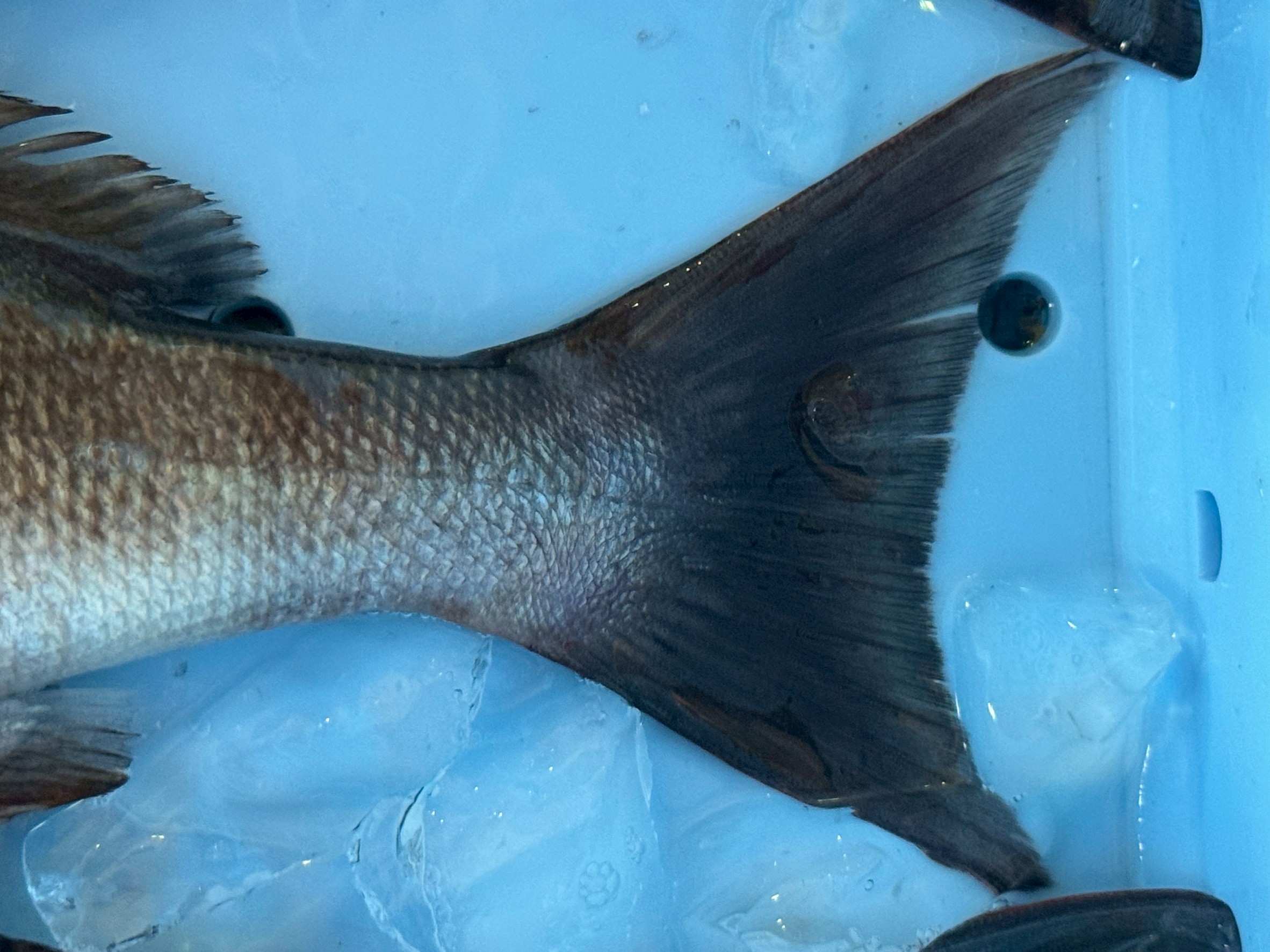 天然イサギの尾鰭が鋭くとがっている理由とは？養殖イサギとの決定的な違いをAIが科学解説。釣太郎