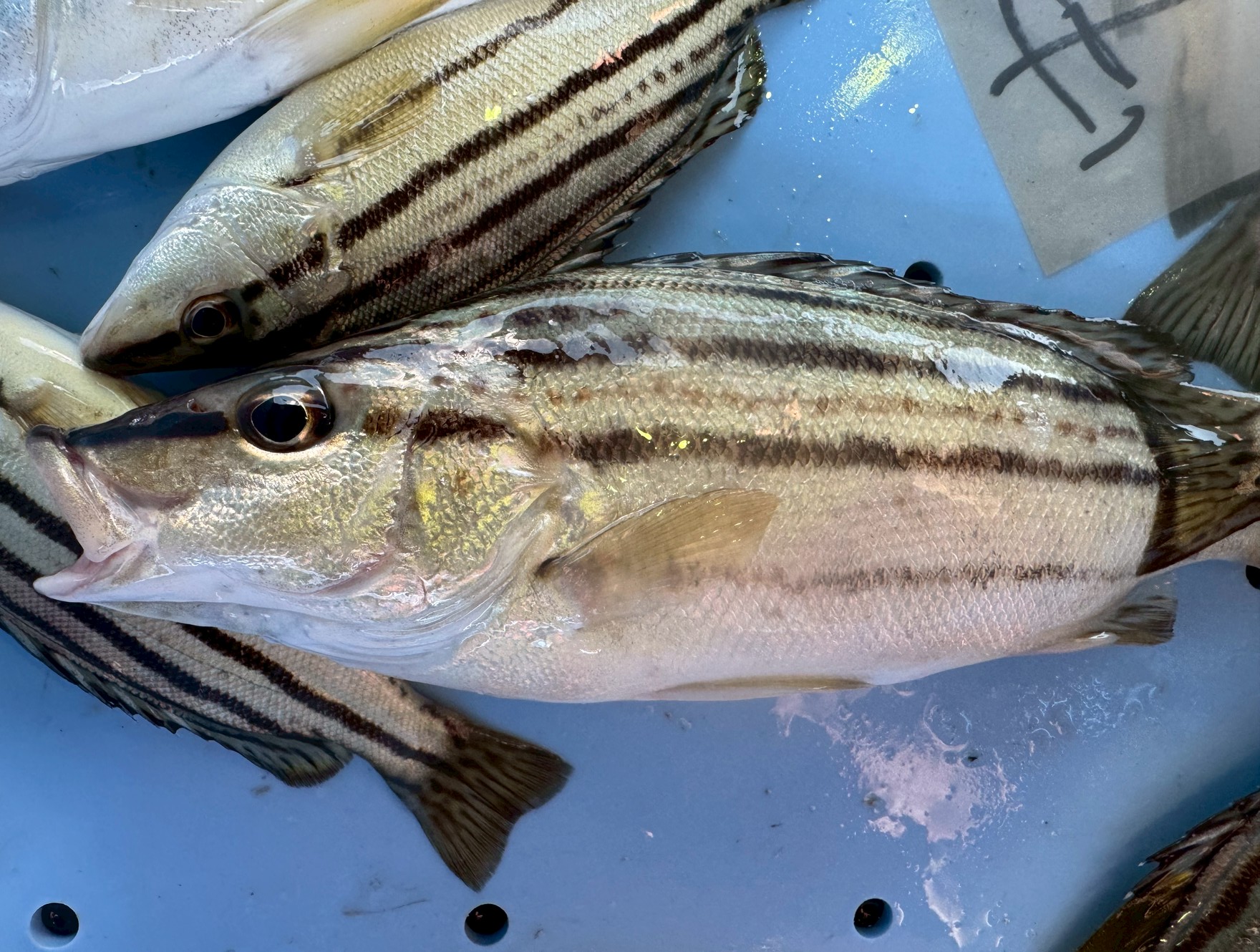 コトヒキという魚、釣ったことありますか？南紀地方での生態と食味を解説。釣太郎