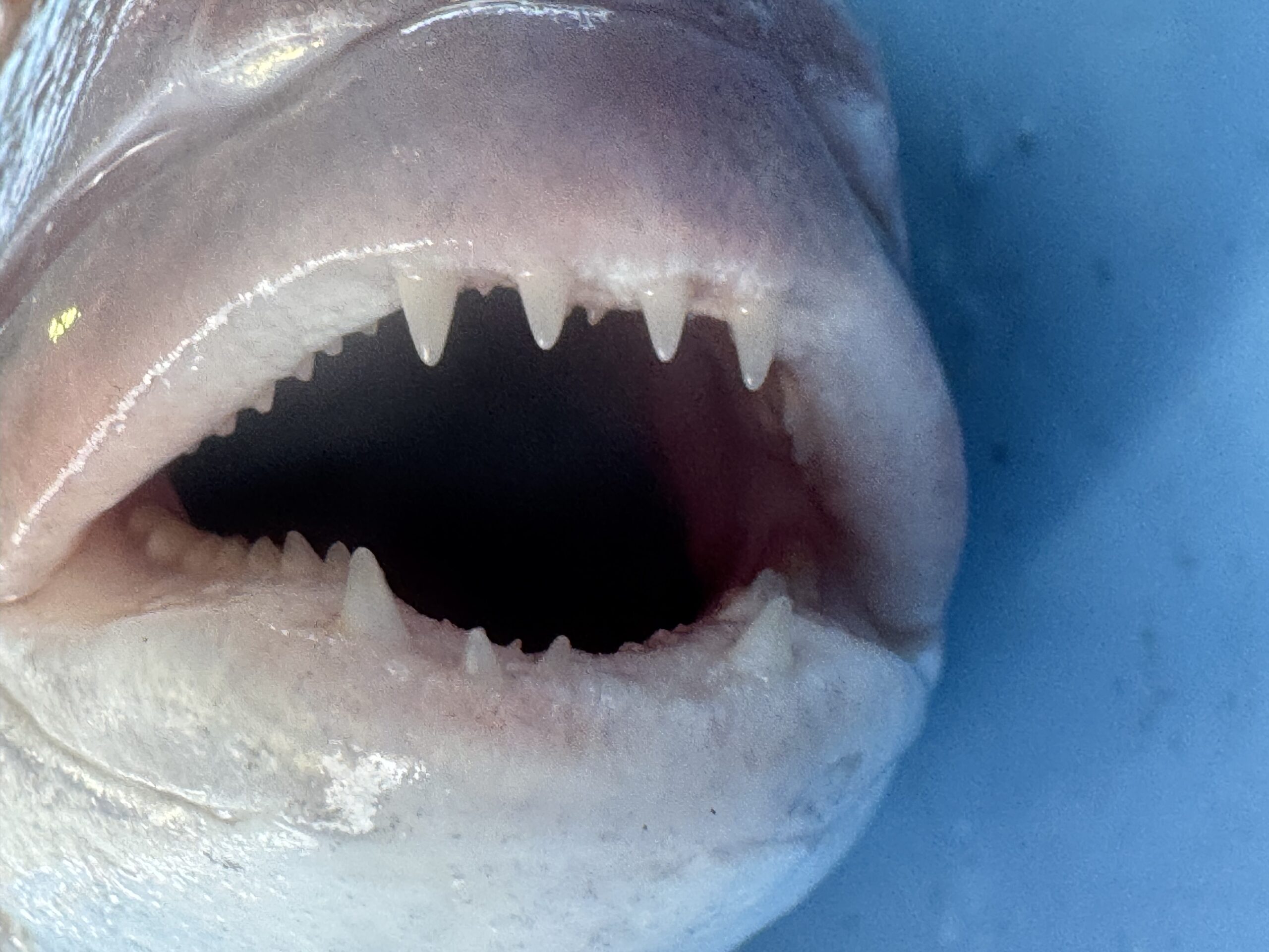 真鯛の歯は鋭さよりも、滑り止めの役割が強く、くわえた獲物を逃さない構造になっています。釣太郎