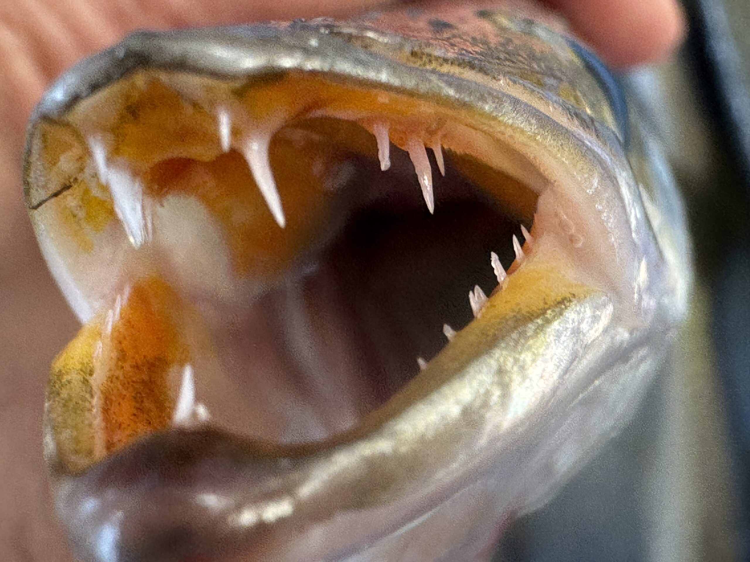 【カマスの鋭い歯の秘密】釣り人だけが知るフィッシュイーターの正体と魅力。釣太郎