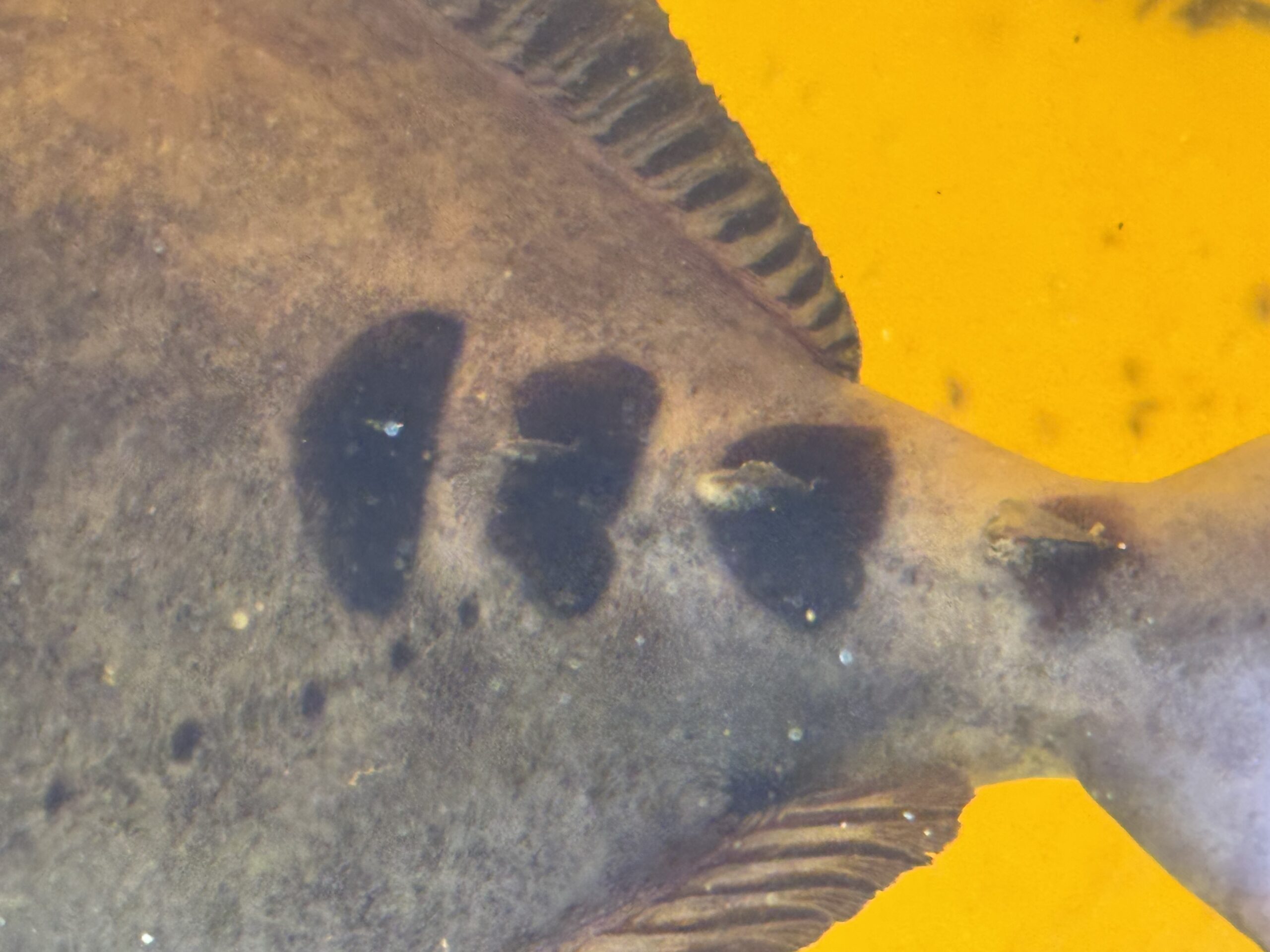 【ニザダイの“三の字”模様の秘密】アジのゼイゴと同じ役割なのか？AIが解説。釣太郎